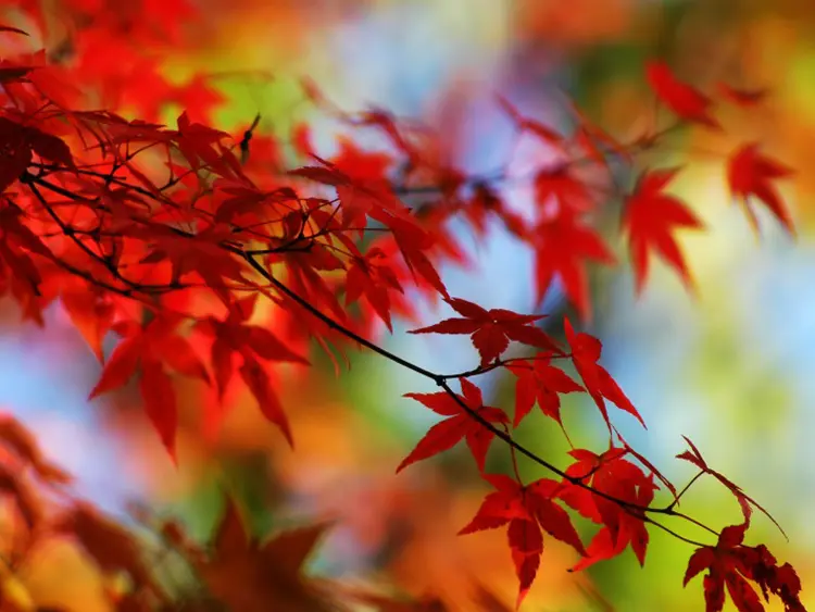 AUTUMN_01