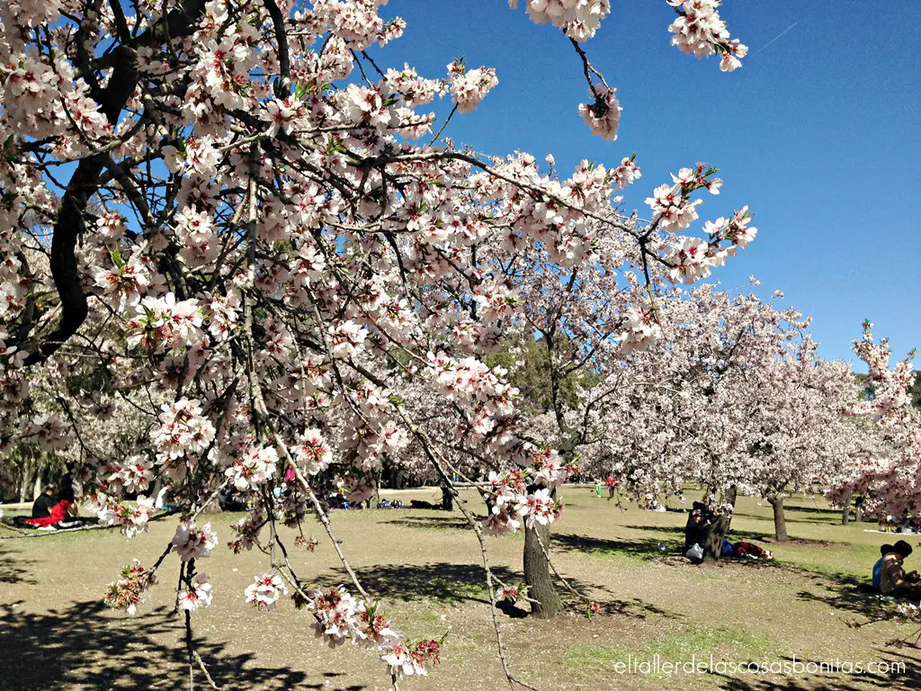 almendros y mimosas_01