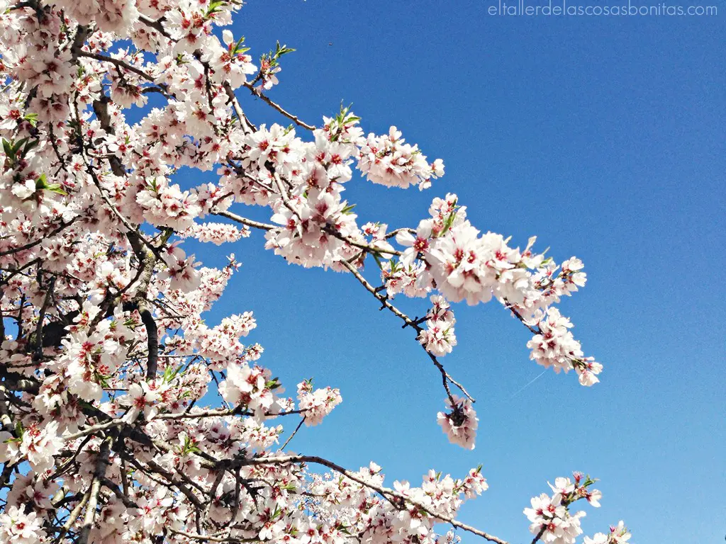 almendros y mimosas_02
