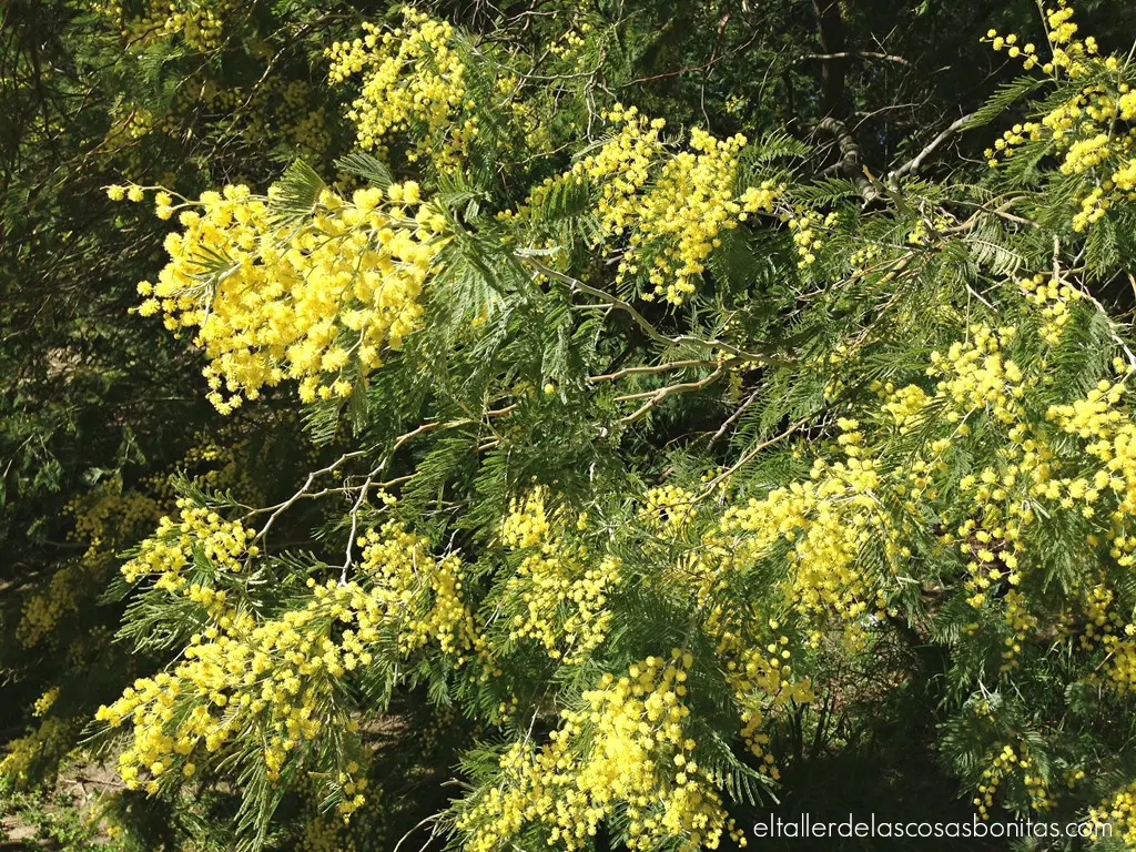 almendros y mimosas_04