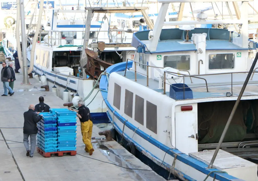 excursión lonja pescado Dénia 5